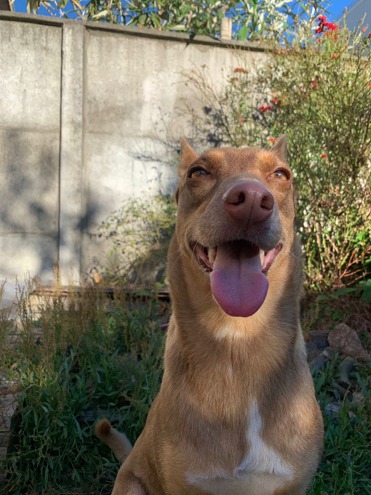 Mi Malú